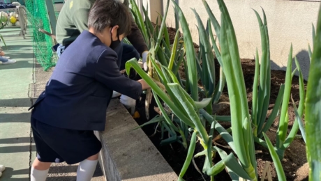 子どもたちに伝えたい、固定種ならではの葱本来の魅力