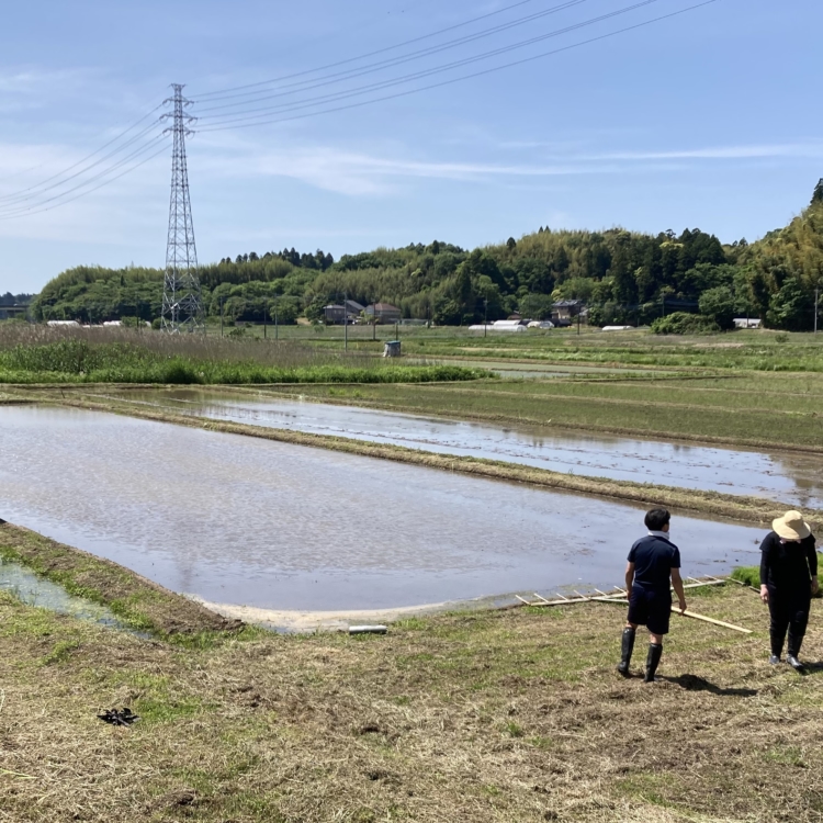 社員が田植えから携わる榮太樓總本鋪の菓子づくり