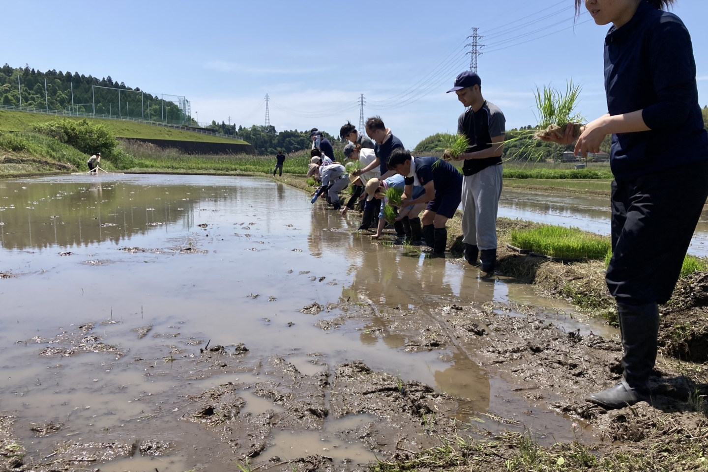 社員が田植えから携わる榮太樓總本鋪の菓子づくり