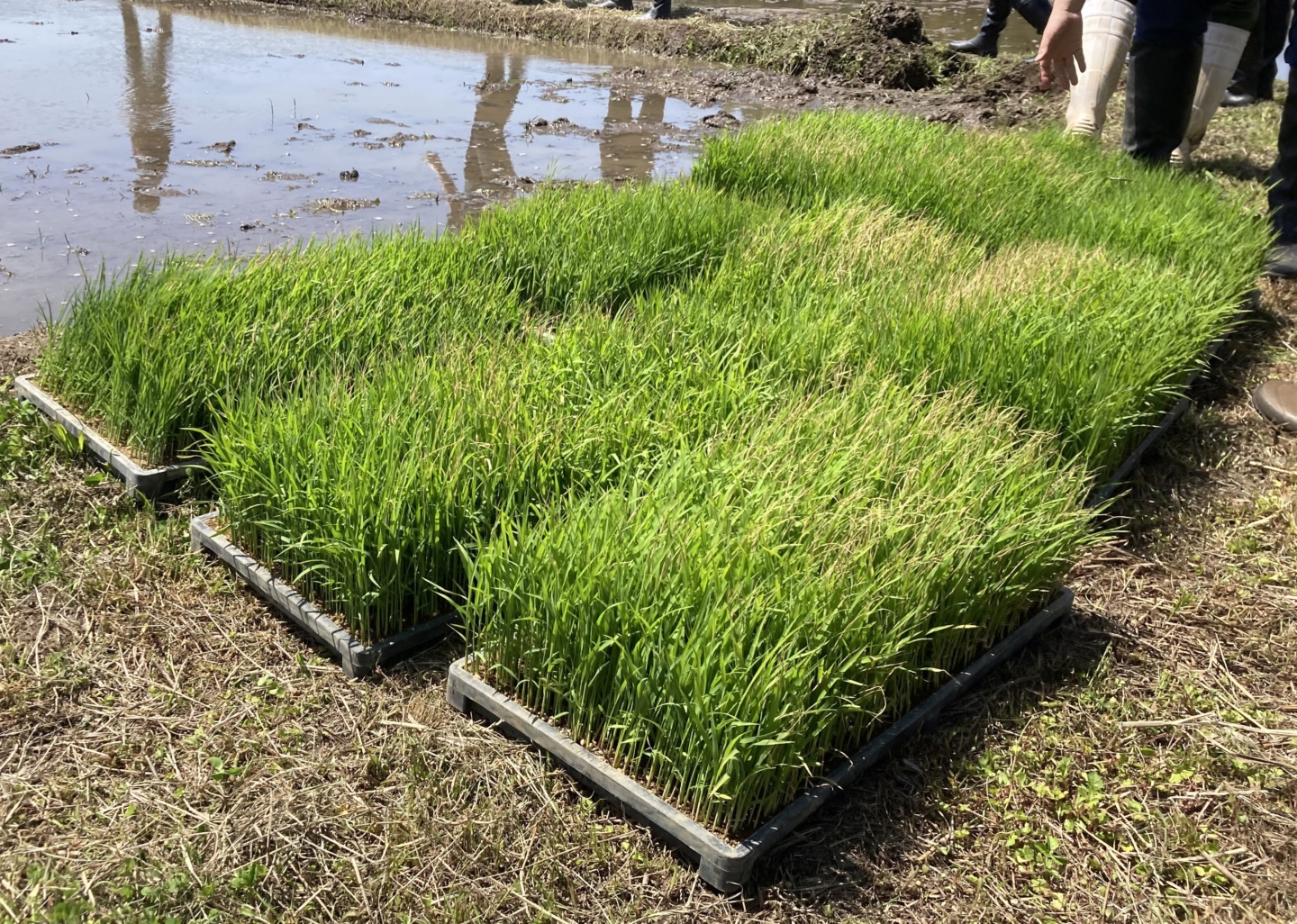 社員が田植えから携わる榮太樓總本鋪の菓子づくり