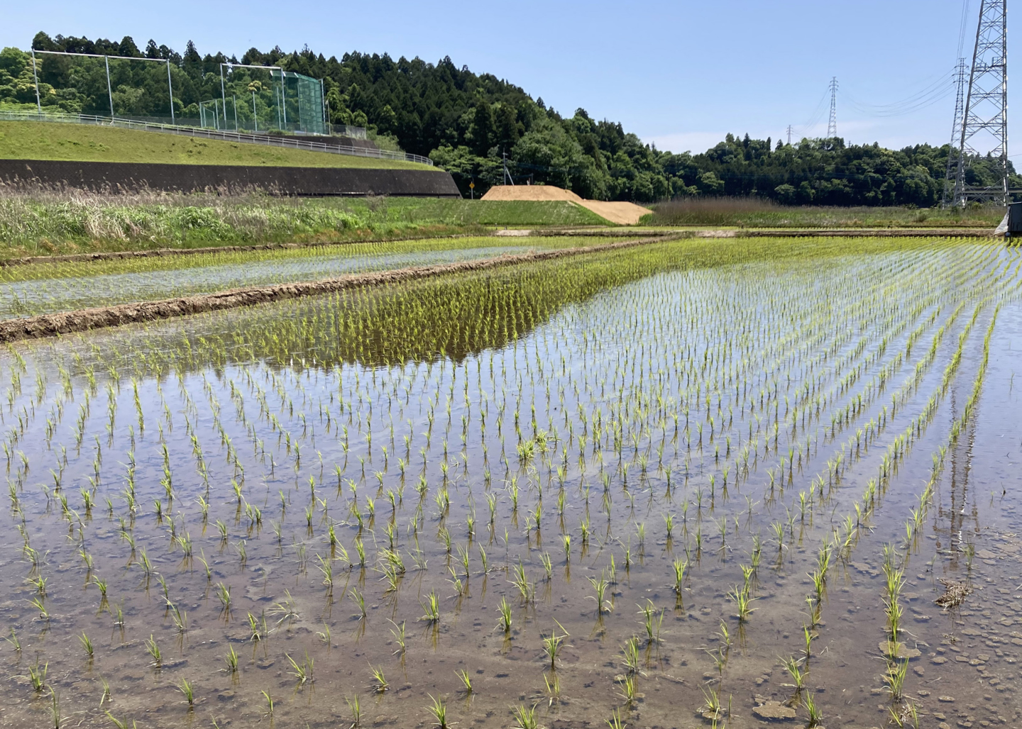 社員が田植えから携わる榮太樓總本鋪の菓子づくり