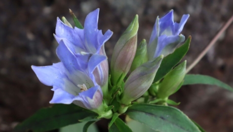 【東京生薬協会】秋の植物園で薬草の知識を深める。イベント申し込み受付中