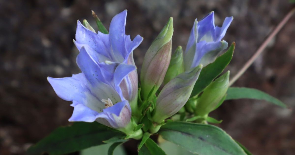 【東京生薬協会】秋の植物園で薬草の知識を深める。イベント申し込み受付中