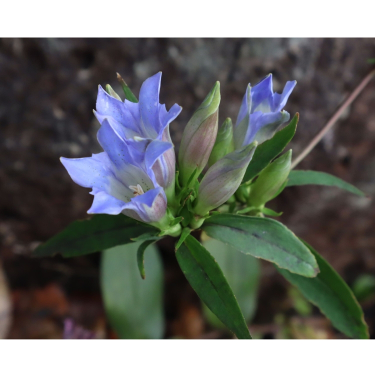 【東京生薬協会】秋の植物園で薬草の知識を深める。イベント申し込み受付中