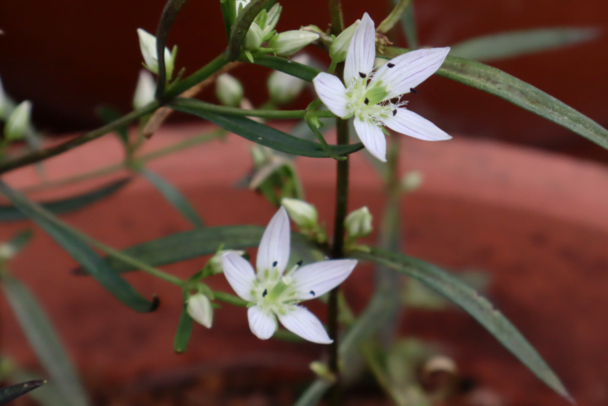 【東京生薬協会】秋の植物園で薬草の知識を深める。イベント申し込み受付中
